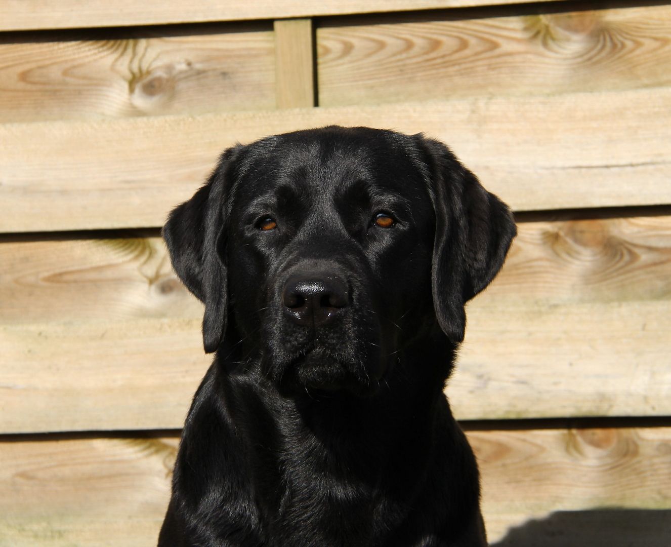 Wurferwartung Labrador Welpen mit Ahnentafel