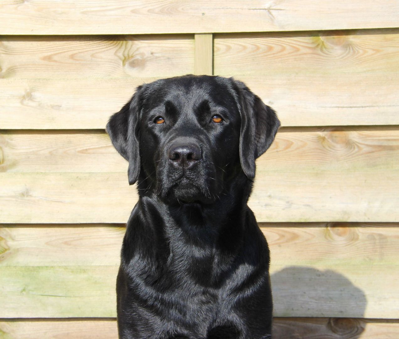 Wurferwartung Labrador Welpen mit Ahnentafel