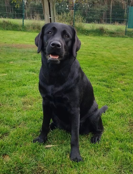 Wurferwartung Labrador Welpen mit Ahnentafel
