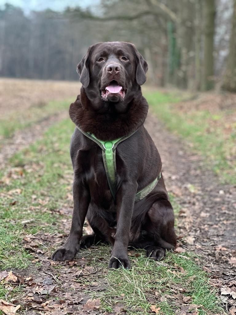Wurferwartung Labrador Welpen mit Ahnentafel