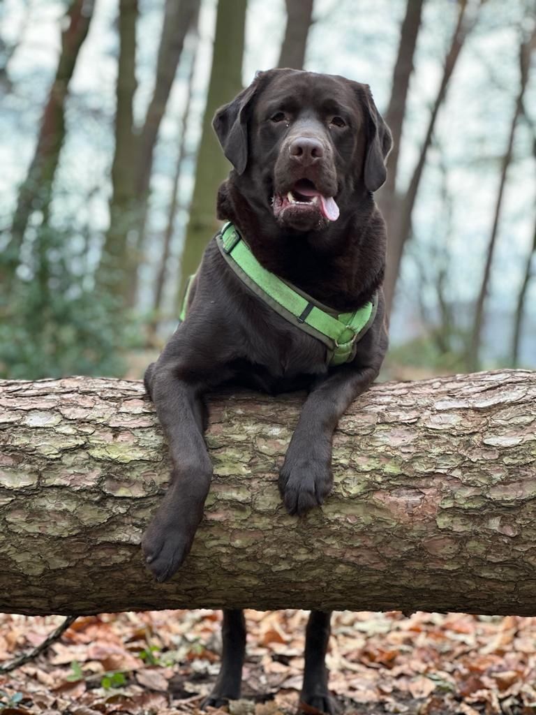 Wurferwartung Labrador Welpen mit Ahnentafel