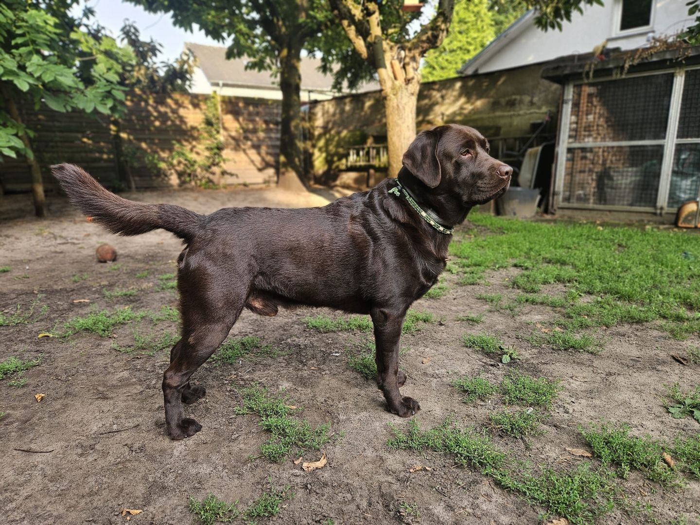 Wurferwartung Labrador Welpen mit Ahnentafel