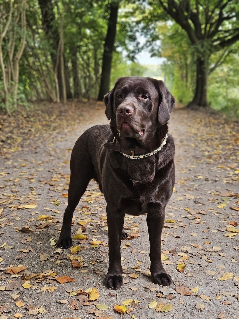 Wurferwartung Labrador Welpen mit Ahnentafel