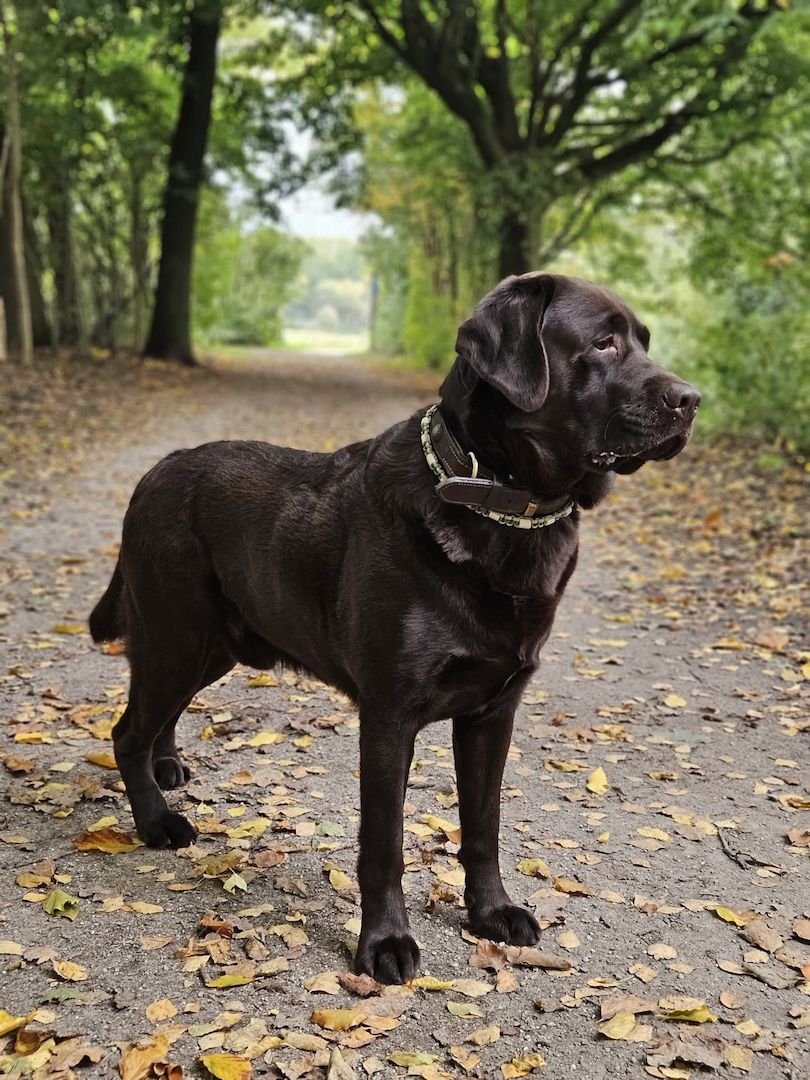 Wurferwartung Labrador Welpen mit Ahnentafel