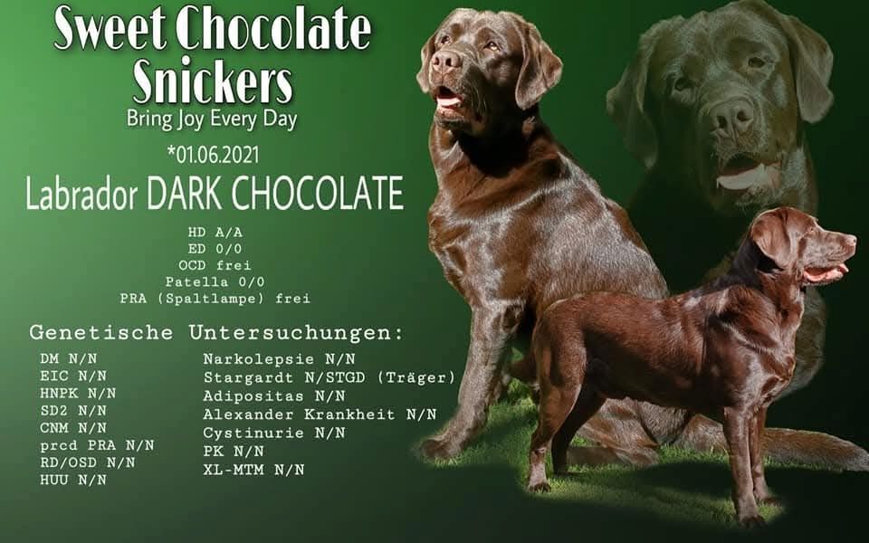 Wurferwartung Labrador Welpen mit Ahnentafel