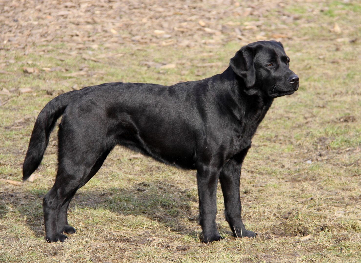 Wurferwartung Labrador Welpen mit Ahnentafel