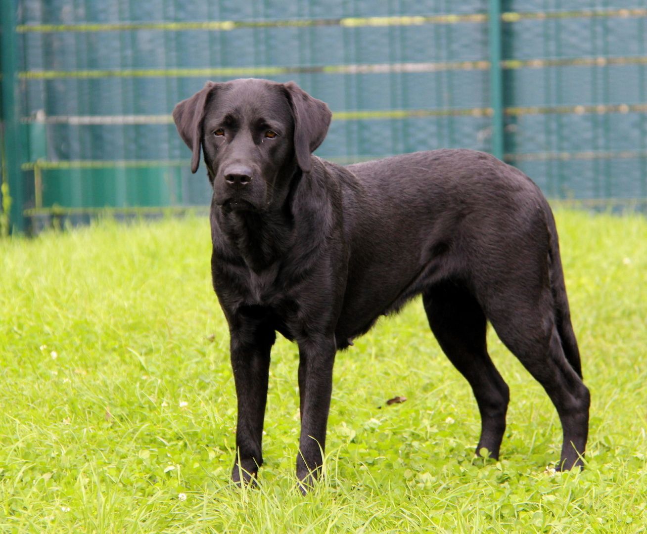 Wurferwartung Labrador Welpen mit Ahnentafel