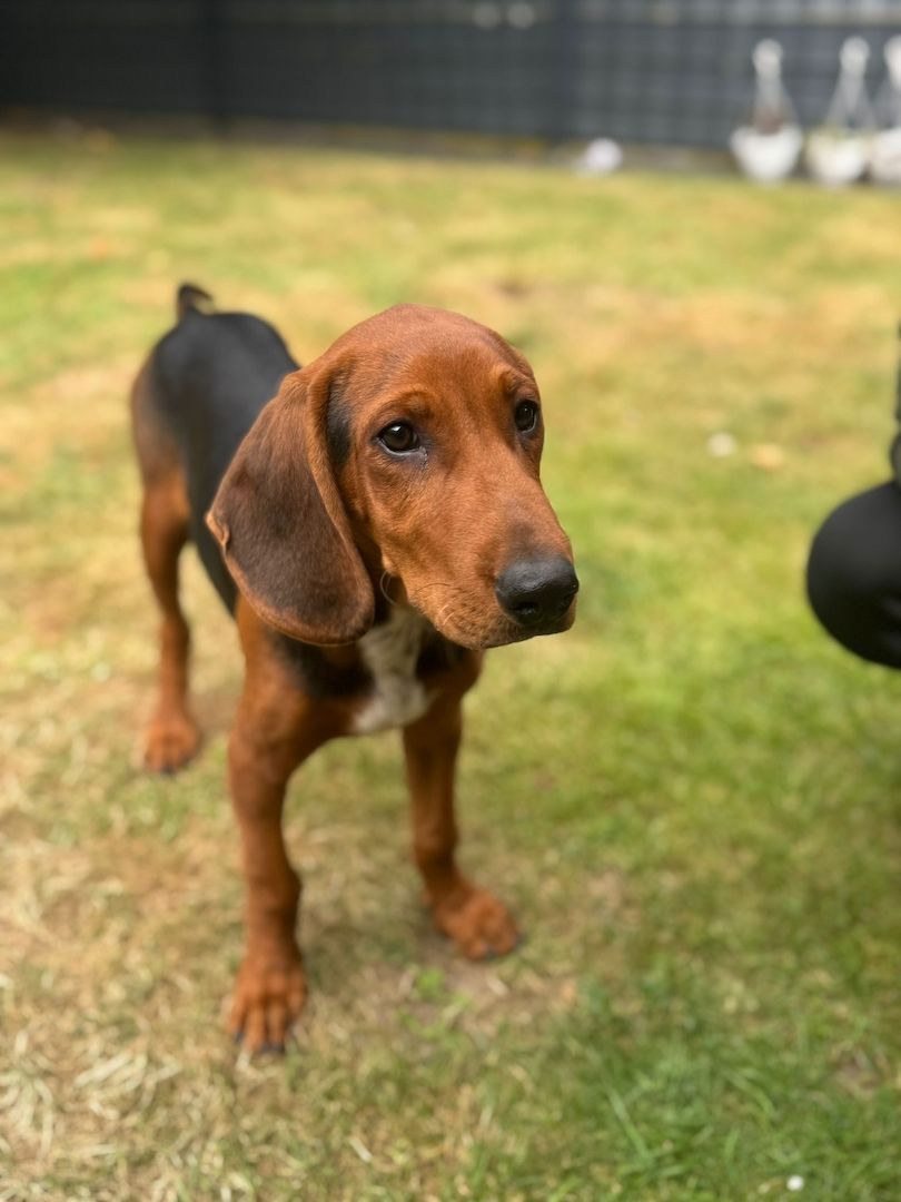 Brackenmix Jagdhund-Welpe – geimpft, gechipt & entwurmt