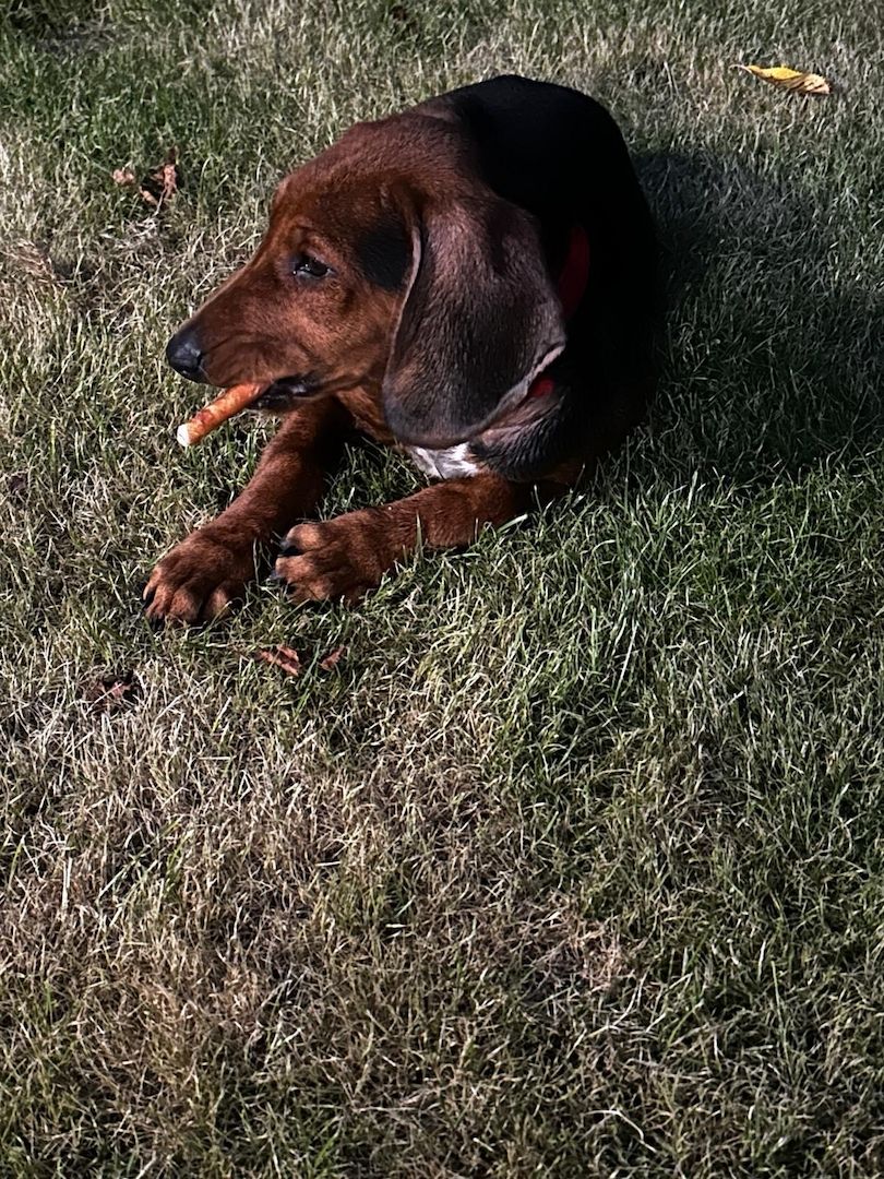 Brackenmix Jagdhund-Welpe – geimpft, gechipt & entwurmt