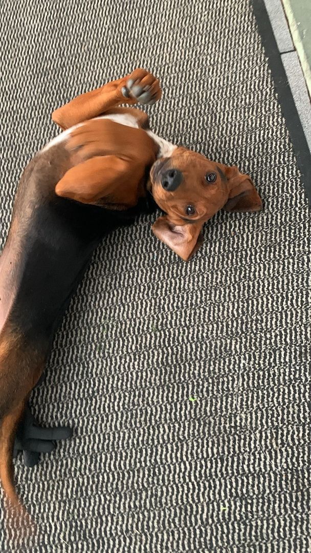 Brackenmix Jagdhund-Welpe – geimpft, gechipt & entwurmt