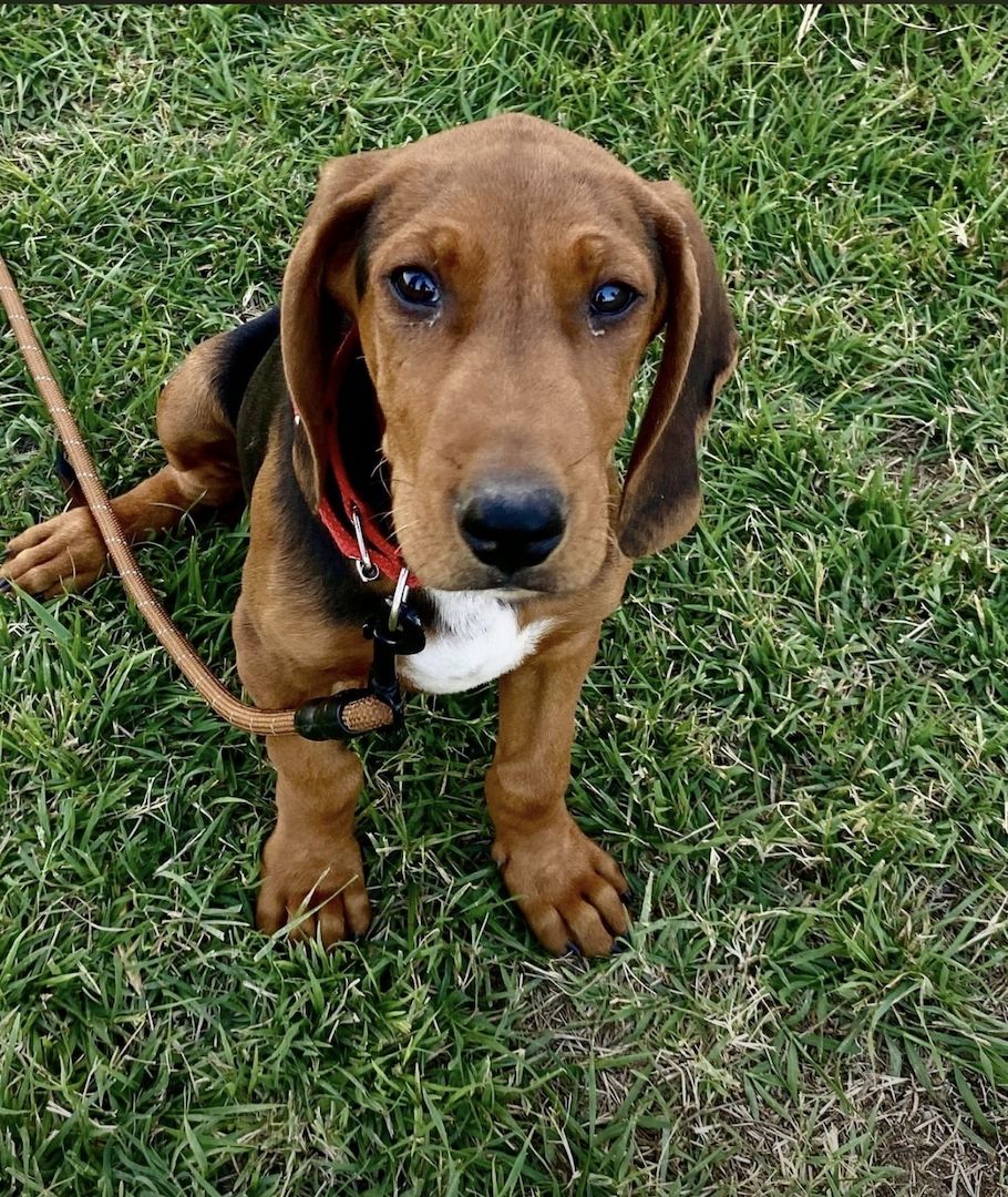 Brackenmix Jagdhund-Welpe – geimpft, gechipt & entwurmt