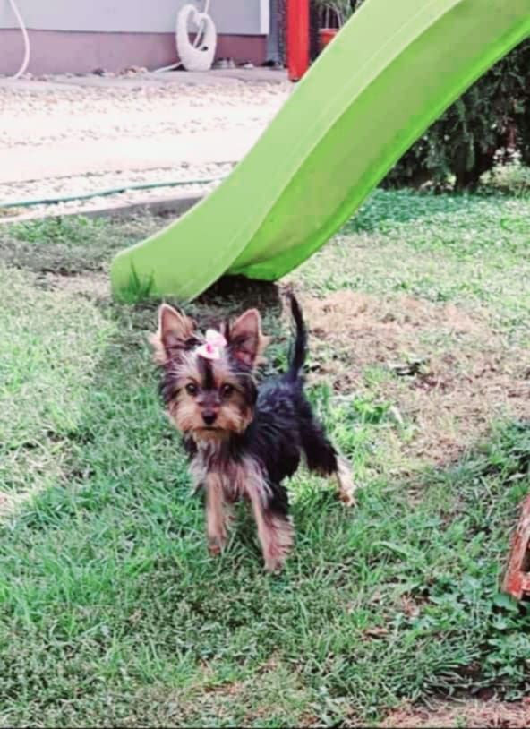 Mini Yorkshire Terrier Hündin – geimpft, entwurmt, gechipt, mit EU-Heimtierausweis Mini Yorkshire Terrier Hündin – geimpft, entwurmt, gechipt, mit EU-Heimtierausweis