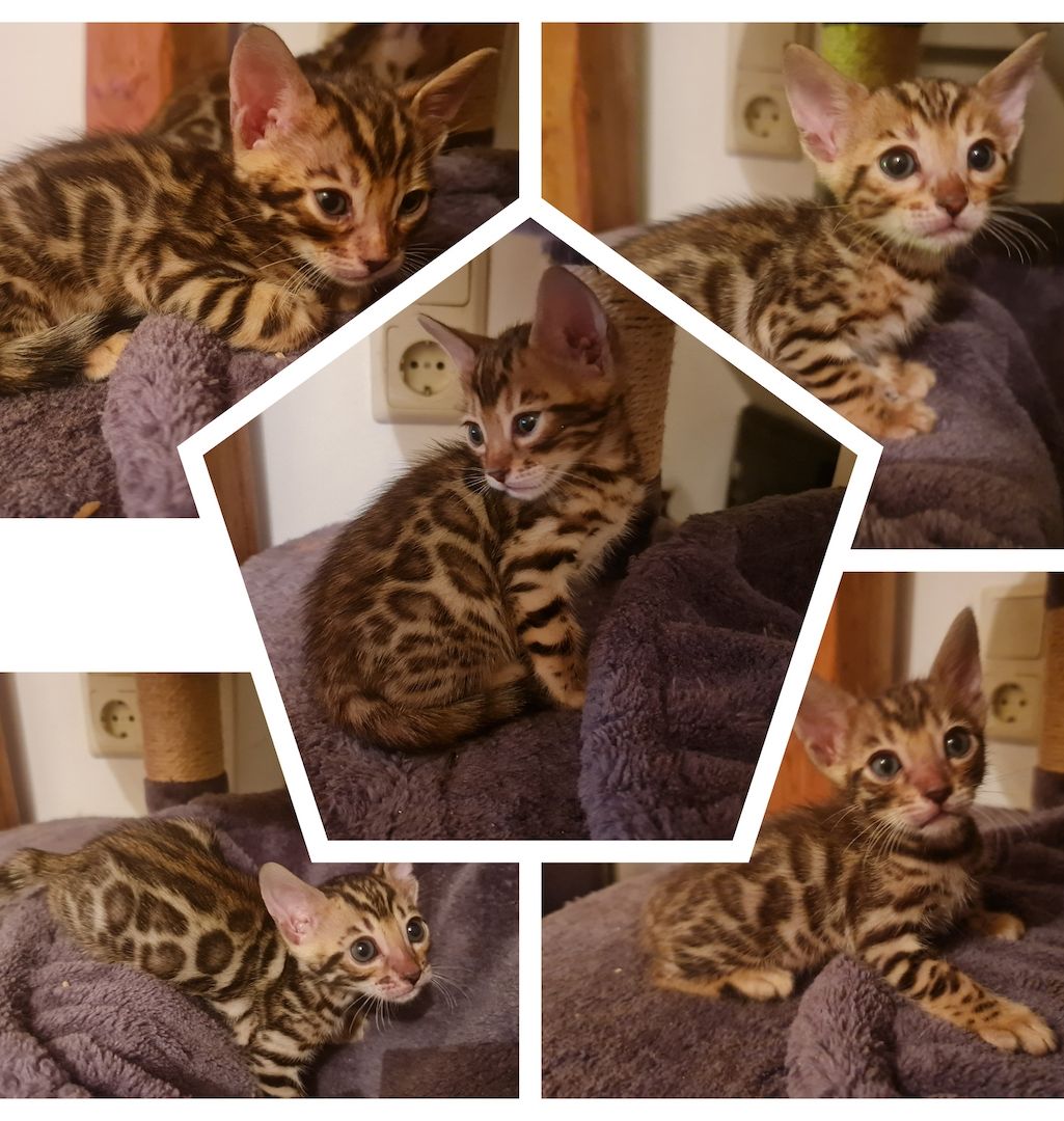 Reinrassige Bengalkätzchen mit Stammbaum