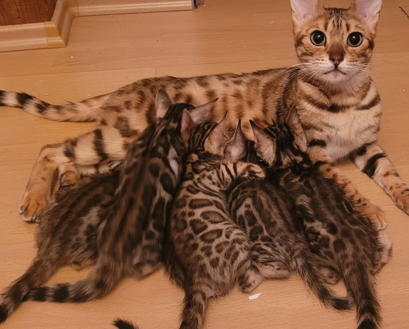 Reinrassige Bengalkätzchen mit Stammbaum