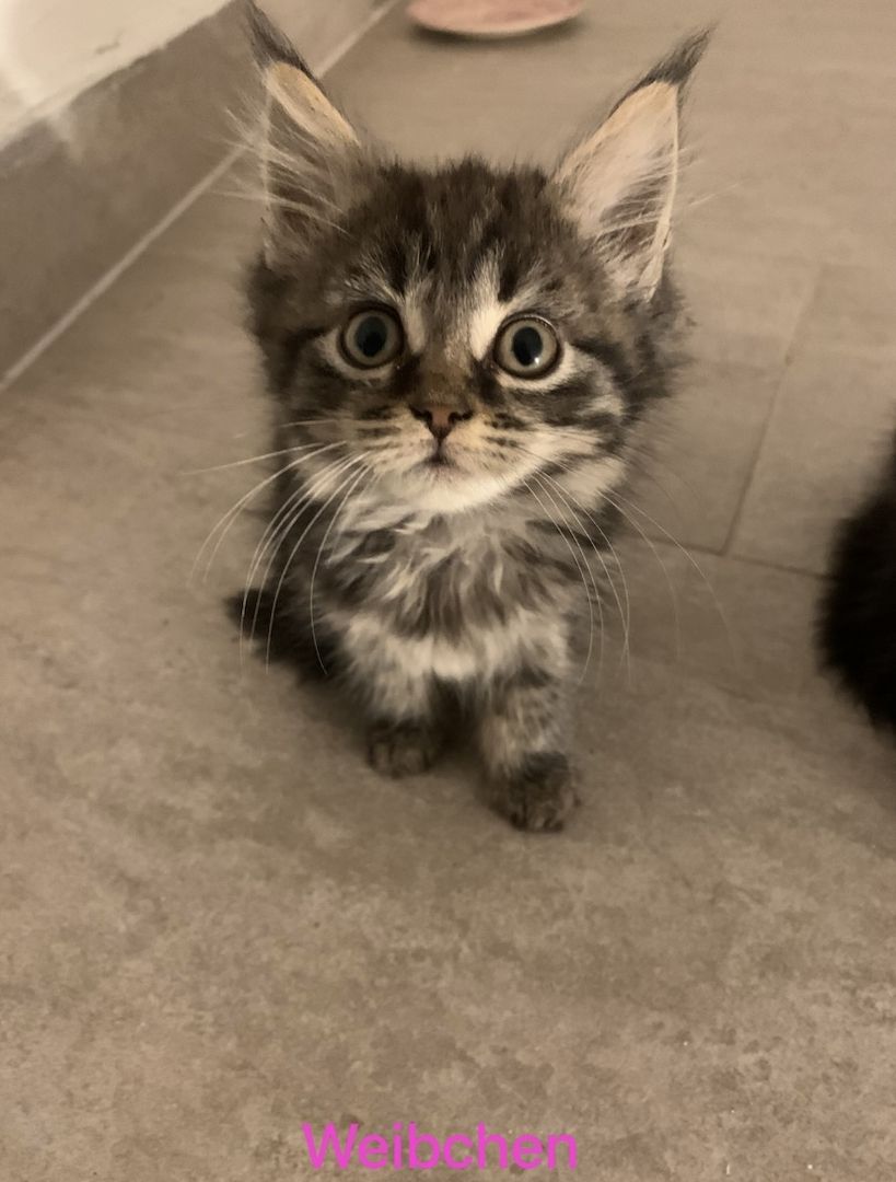 Maine-Coon Kitten Maine-Coon Kitten
