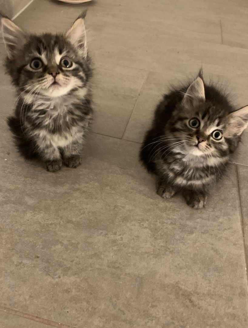 Maine-Coon Kitten Maine-Coon Kitten
