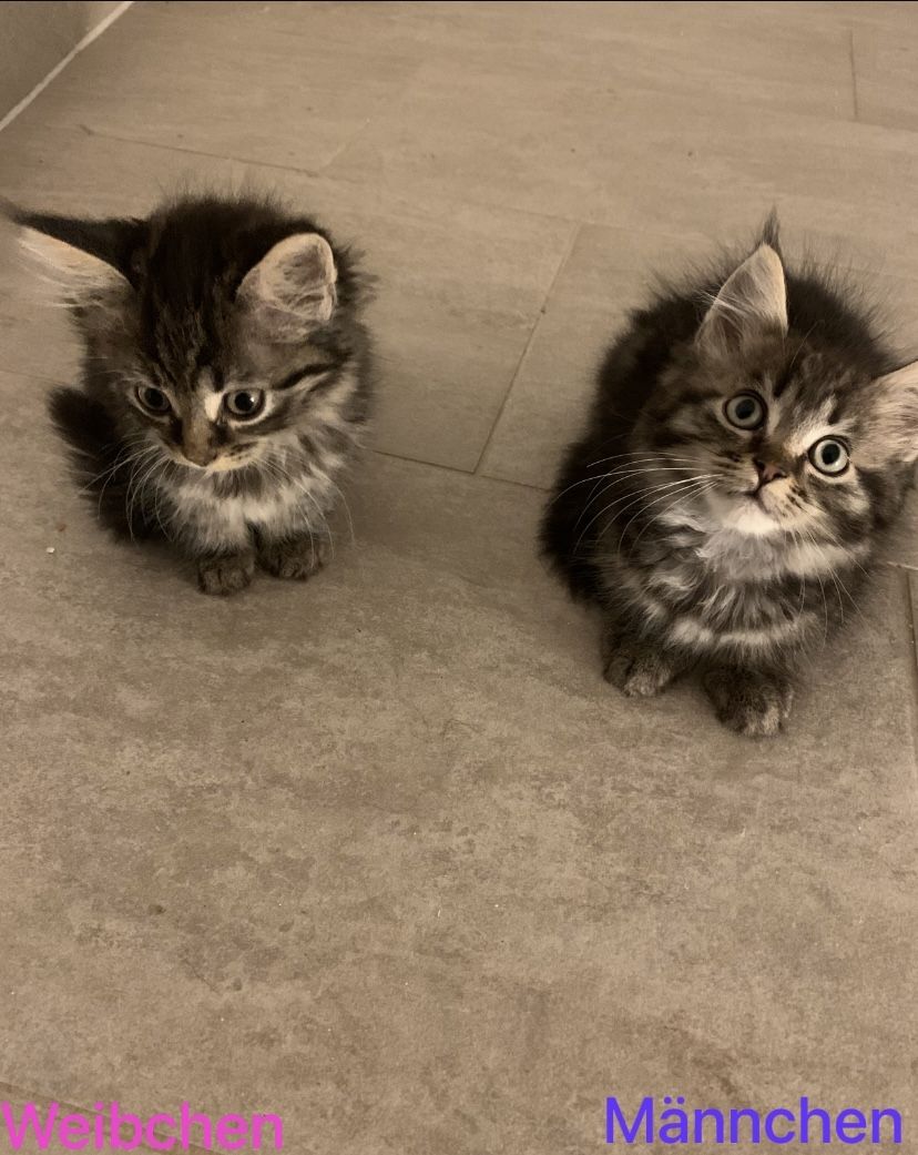 Maine-Coon Kitten Maine-Coon Kitten