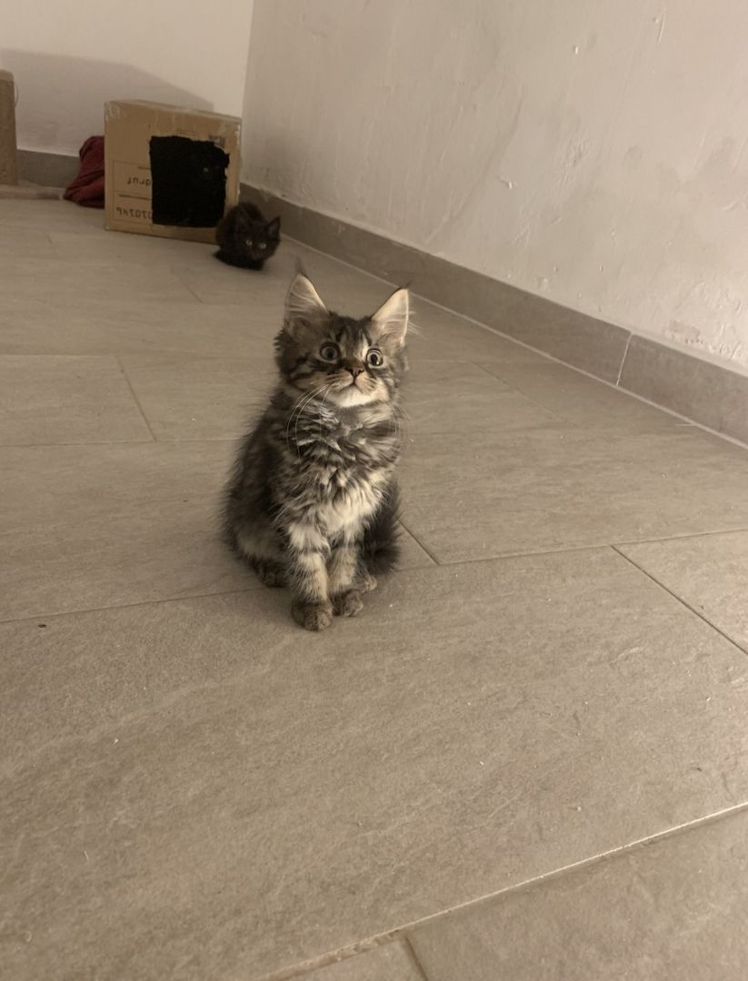 Maine-Coon Kitten Maine-Coon Kitten