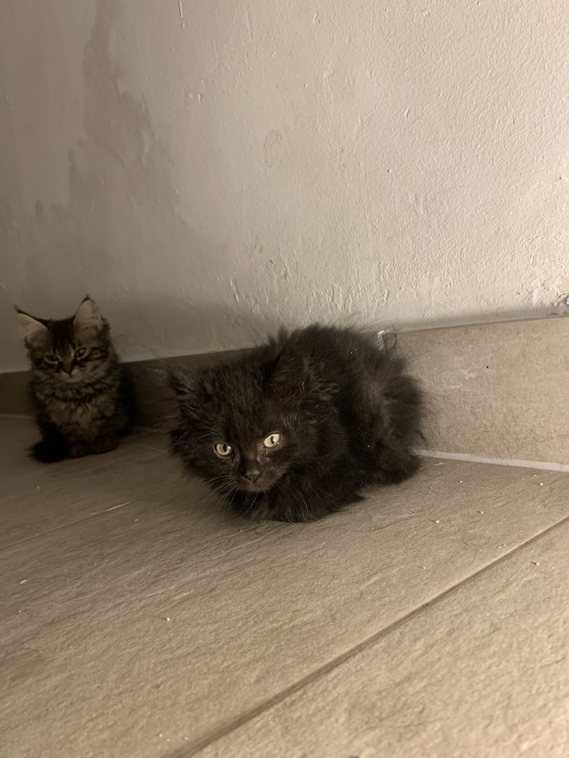 Maine-Coon Kitten Maine-Coon Kitten