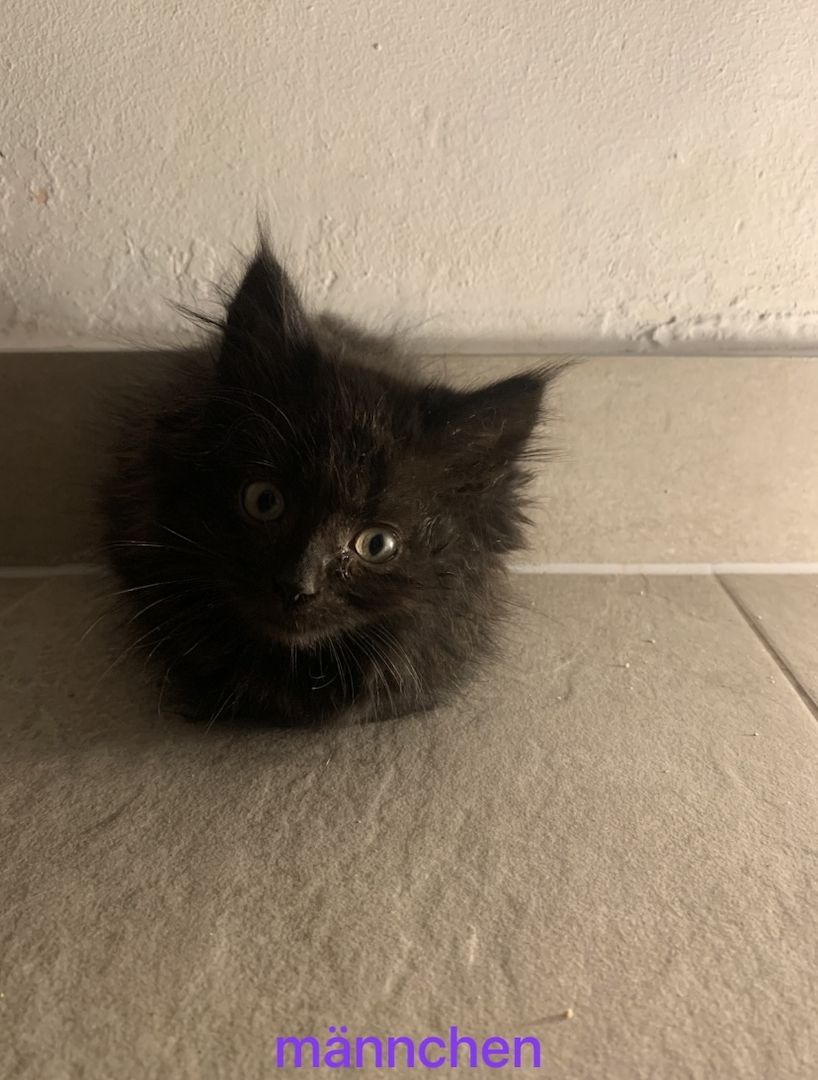 Maine-Coon Kitten Maine-Coon Kitten