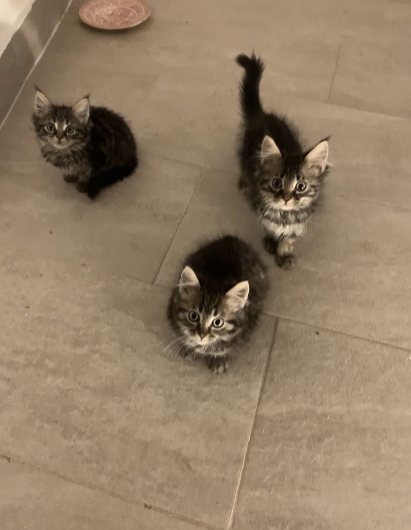 Maine-Coon Kitten Maine-Coon Kitten