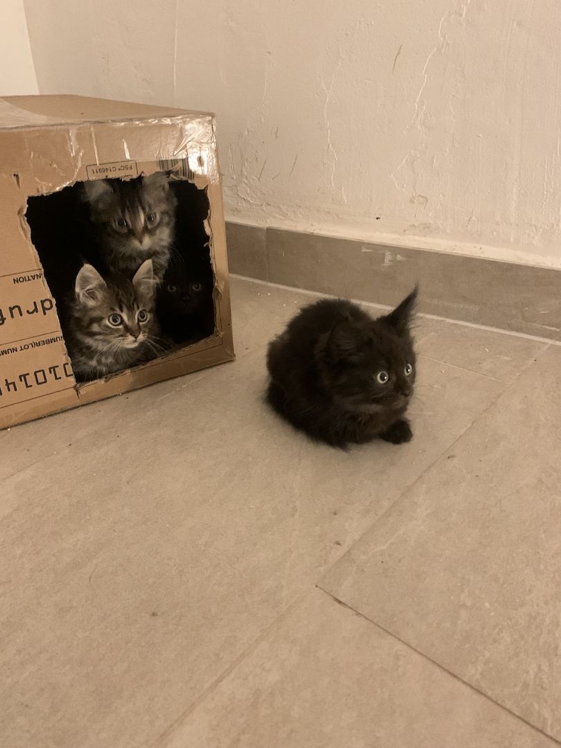 Maine-Coon Kitten Maine-Coon Kitten