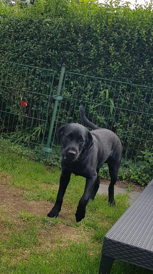 Labrador / Rottweiler Rüde Labrador / Rottweiler Rüde