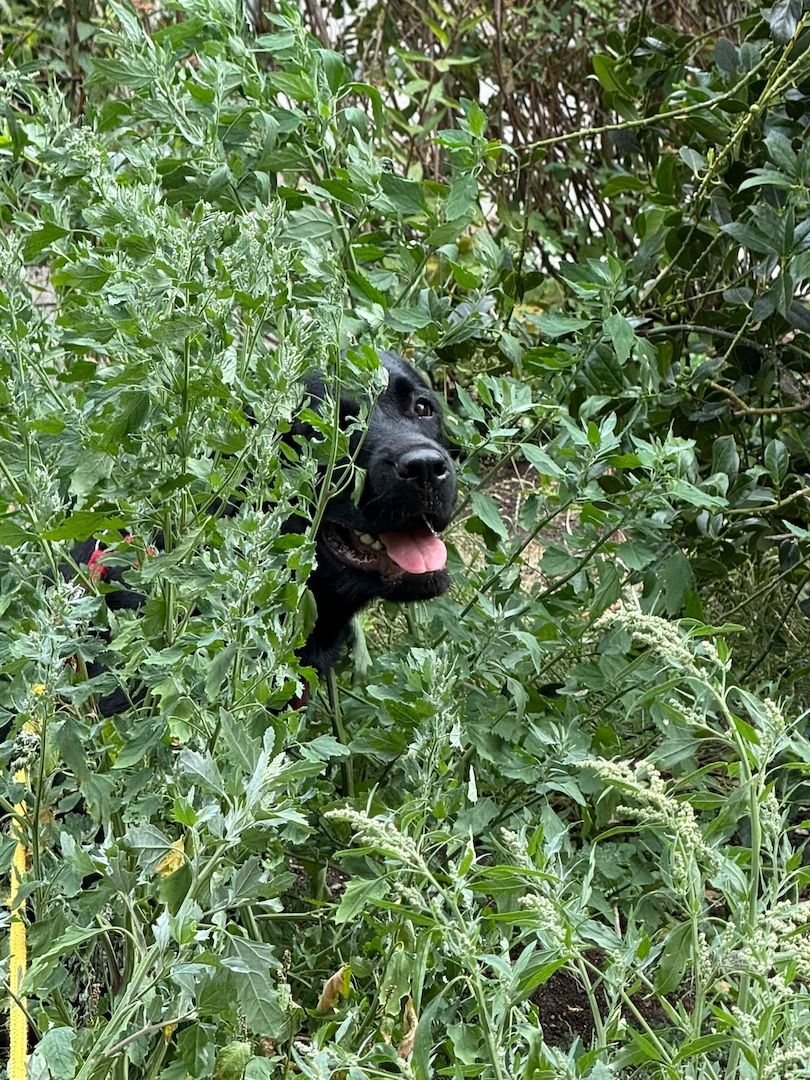 Labrador / Rottweiler Rüde Labrador / Rottweiler Rüde