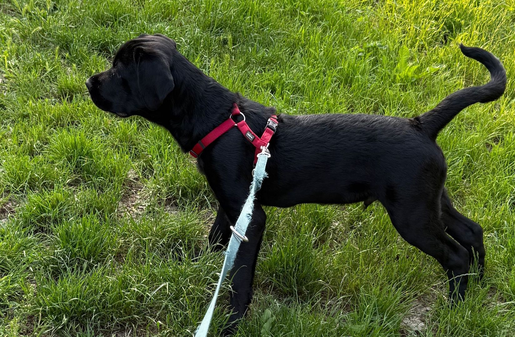Labrador / Rottweiler Rüde Labrador / Rottweiler Rüde