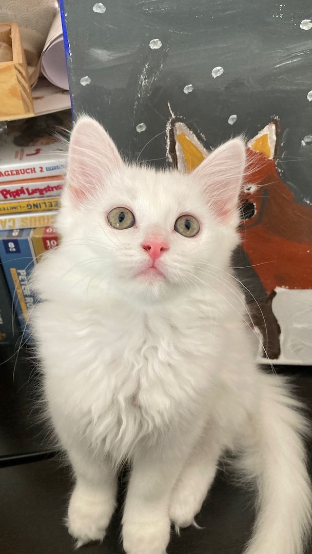 Wunderschöne weiße Türkisch Angora Kitten mit Ragdoll Mix Wunderschöne weiße Türkisch Angora Kitten mit Ragdoll Mix