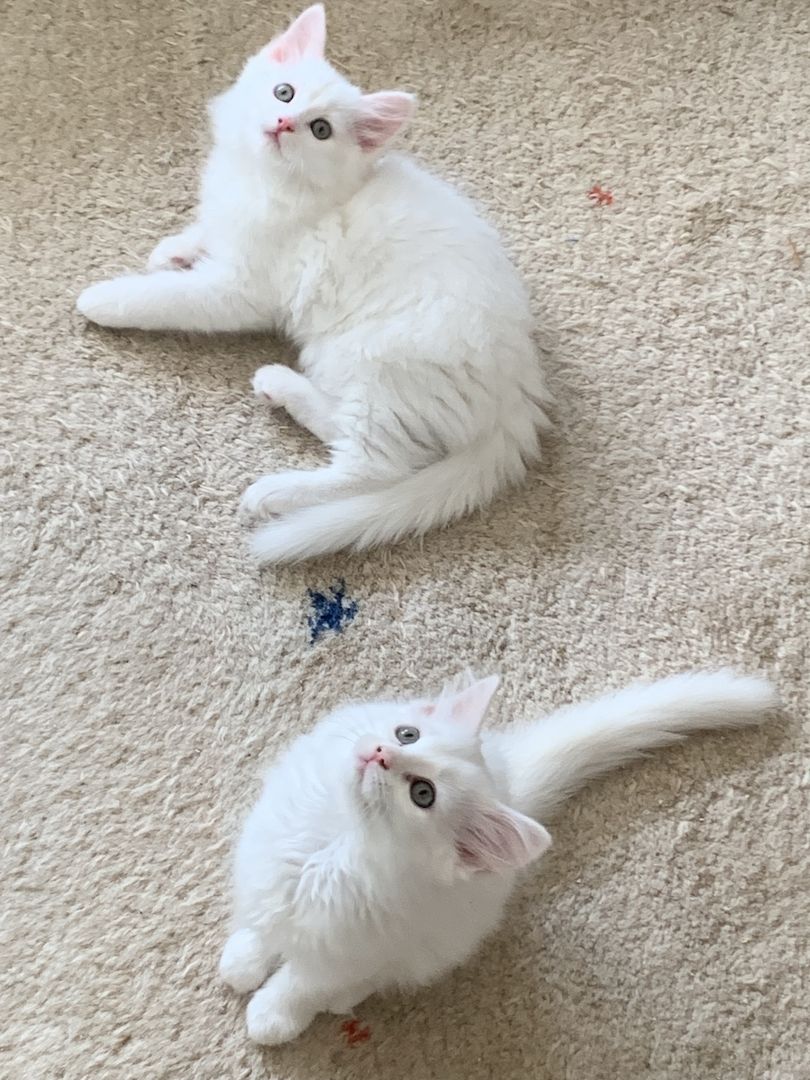 Wunderschöne weiße Türkisch Angora Kitten mit Ragdoll Mix Wunderschöne weiße Türkisch Angora Kitten mit Ragdoll Mix