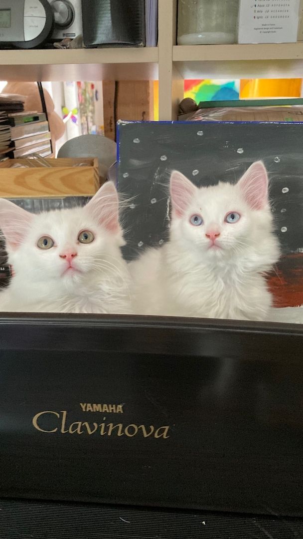 Wunderschöne weiße Türkisch Angora Kitten mit Ragdoll Mix Wunderschöne weiße Türkisch Angora Kitten mit Ragdoll Mix