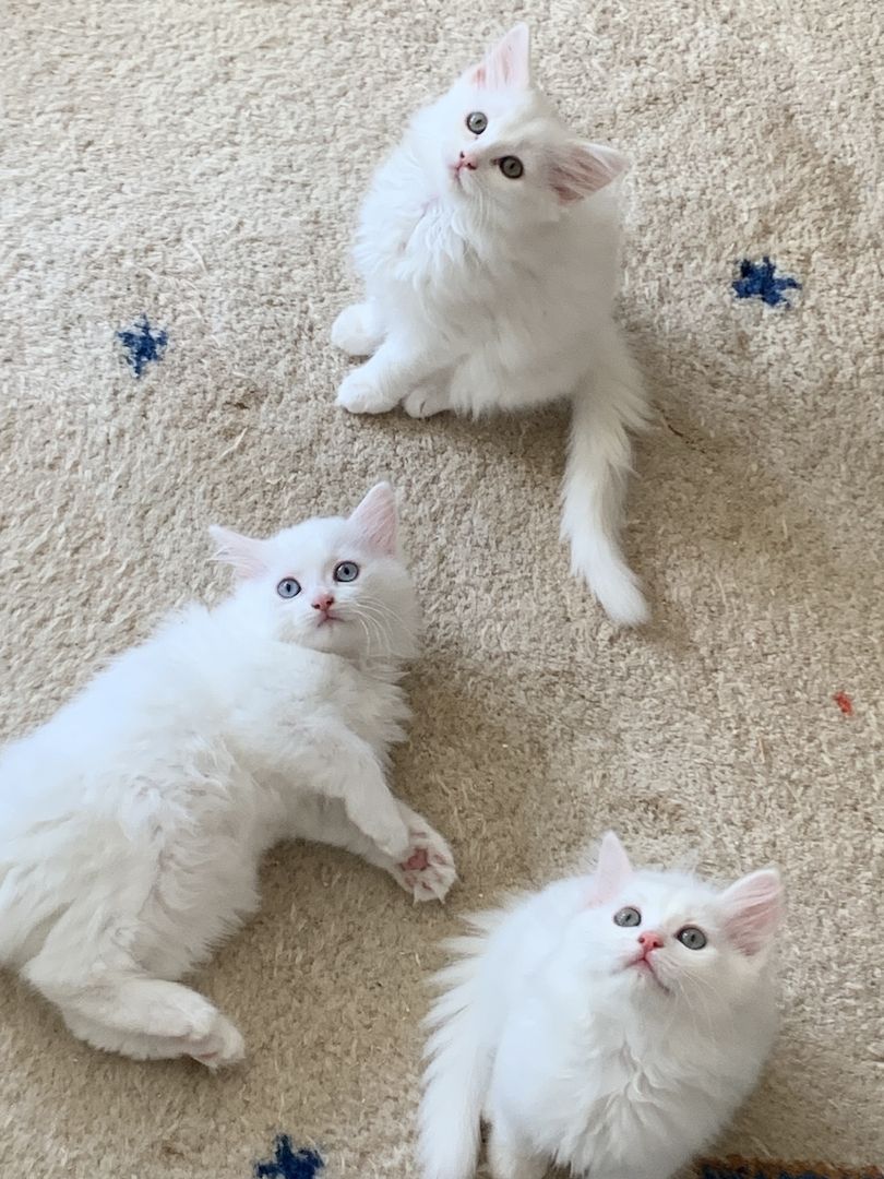 Wunderschöne weiße Türkisch Angora Kitten mit Ragdoll Mix Wunderschöne weiße Türkisch Angora Kitten mit Ragdoll Mix