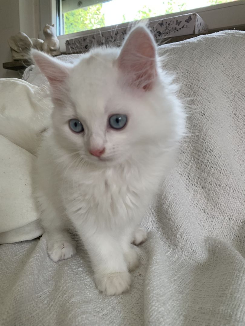Wunderschöne weiße Türkisch Angora Kitten mit Ragdoll Mix Wunderschöne weiße Türkisch Angora Kitten mit Ragdoll Mix