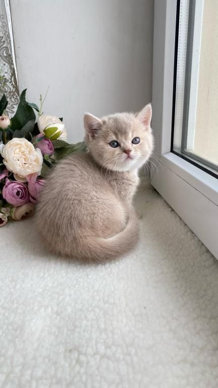 BKH Kitten BKH Kitten