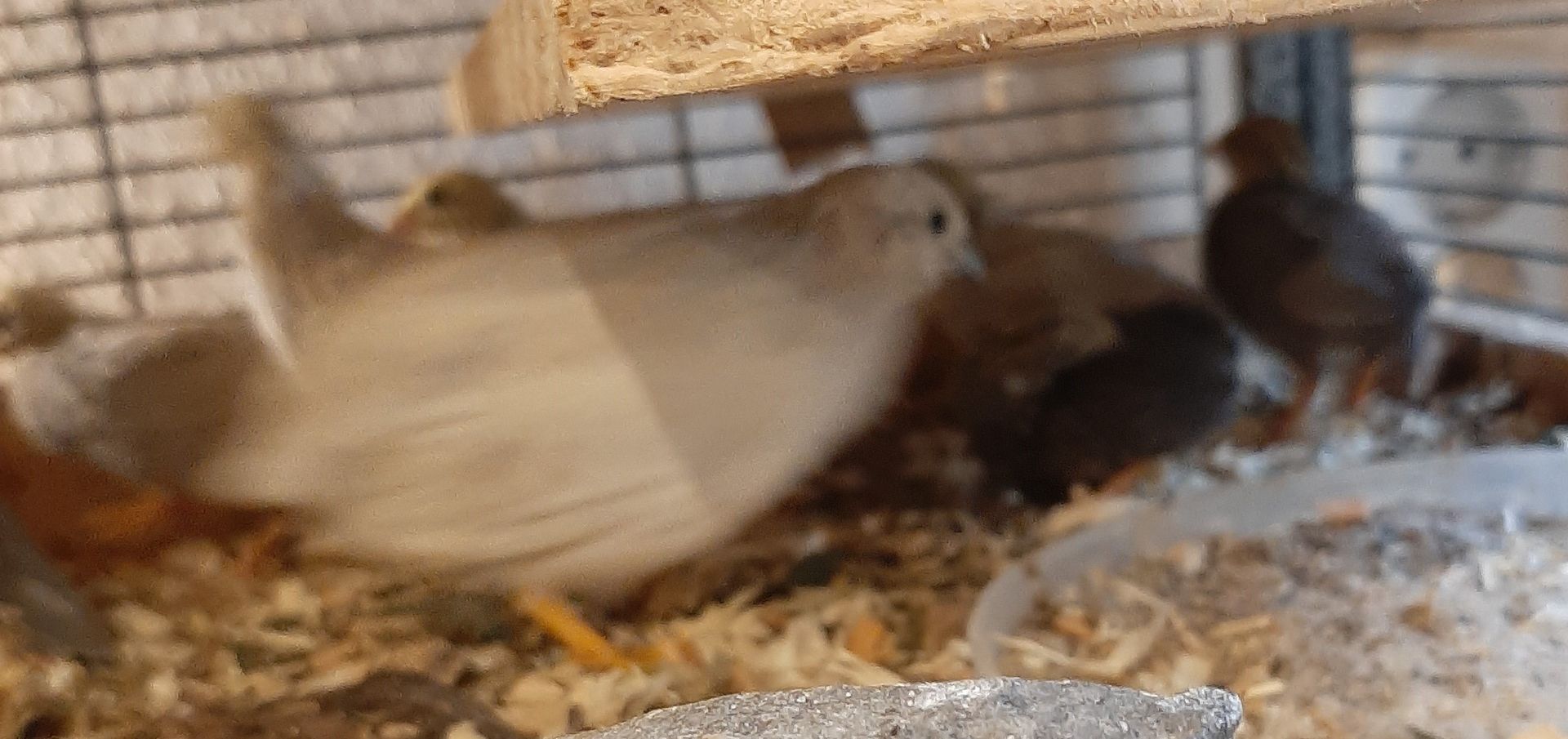 hübsche Chinesische Zwergwachteln