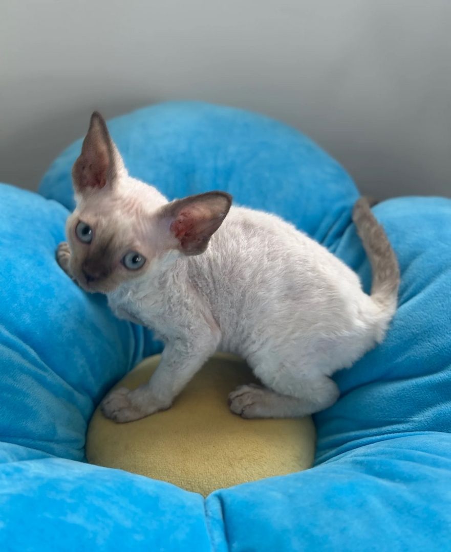 Reinrassige Devon Rex Kätzchen suchen ein liebevolles Zuhause