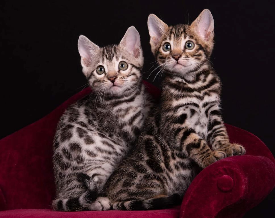 Kleine Bengal BKH Kätzchen zur Abgabe bereit