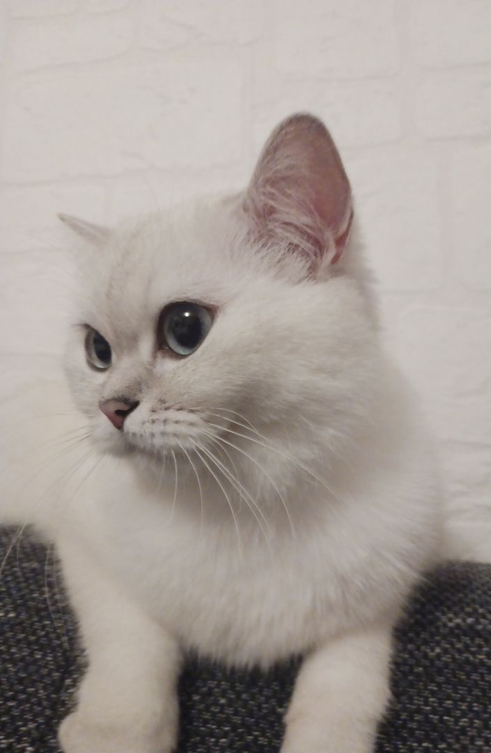 Britische Kurzhaar Katze zu verkaufen Britische Kurzhaar Katze zu verkaufen