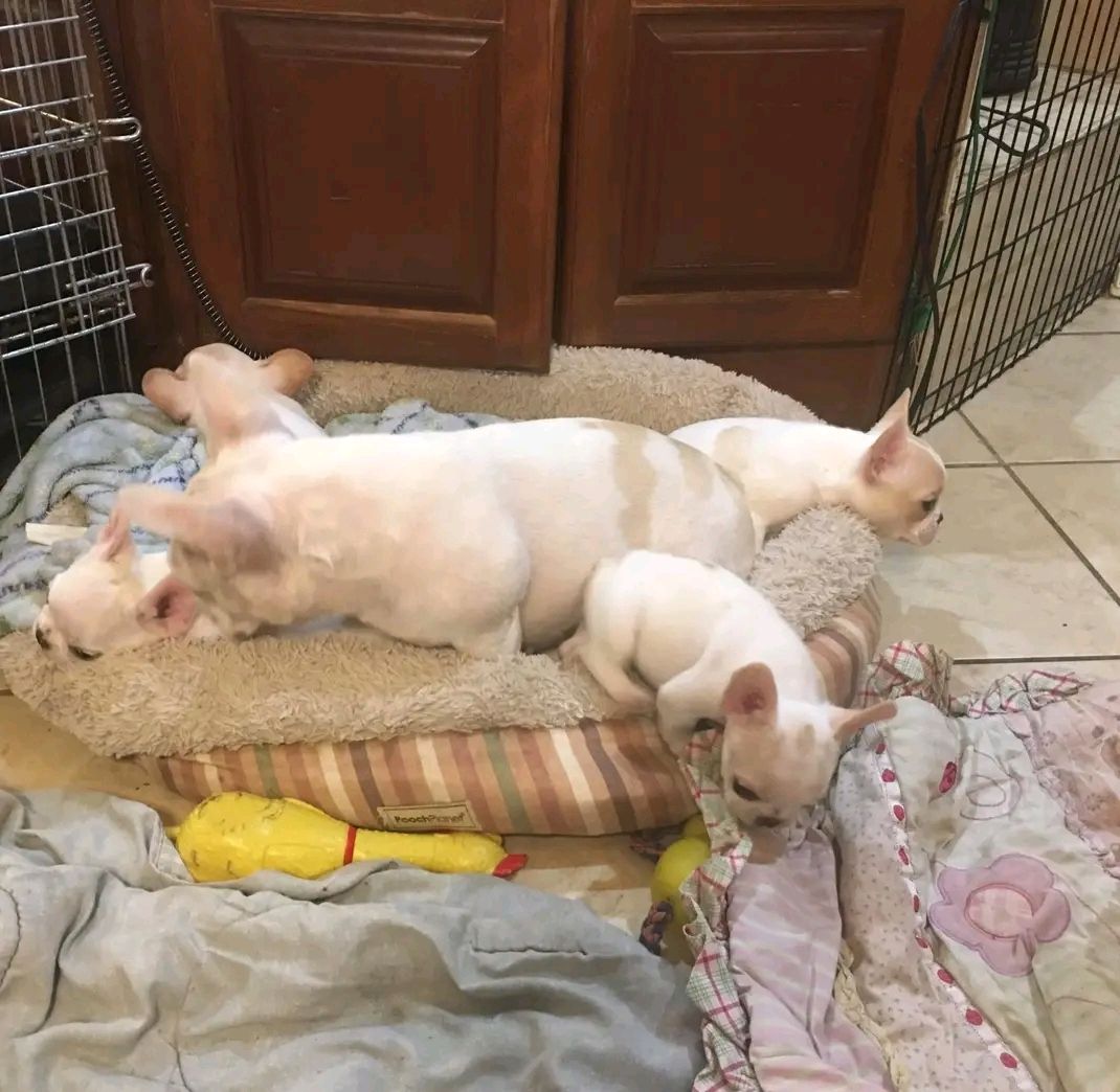 Französische Bulldoggenwelpen zur Adoption Französische Bulldoggenwelpen zur Adoption