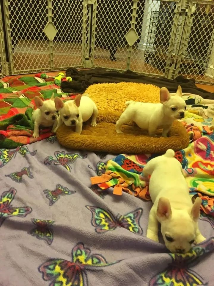 Französische Bulldoggenwelpen zur Adoption Französische Bulldoggenwelpen zur Adoption