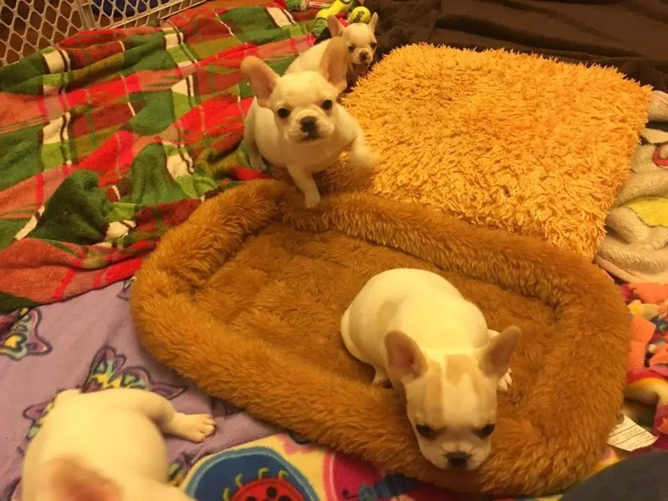 Französische Bulldoggenwelpen zur Adoption Französische Bulldoggenwelpen zur Adoption