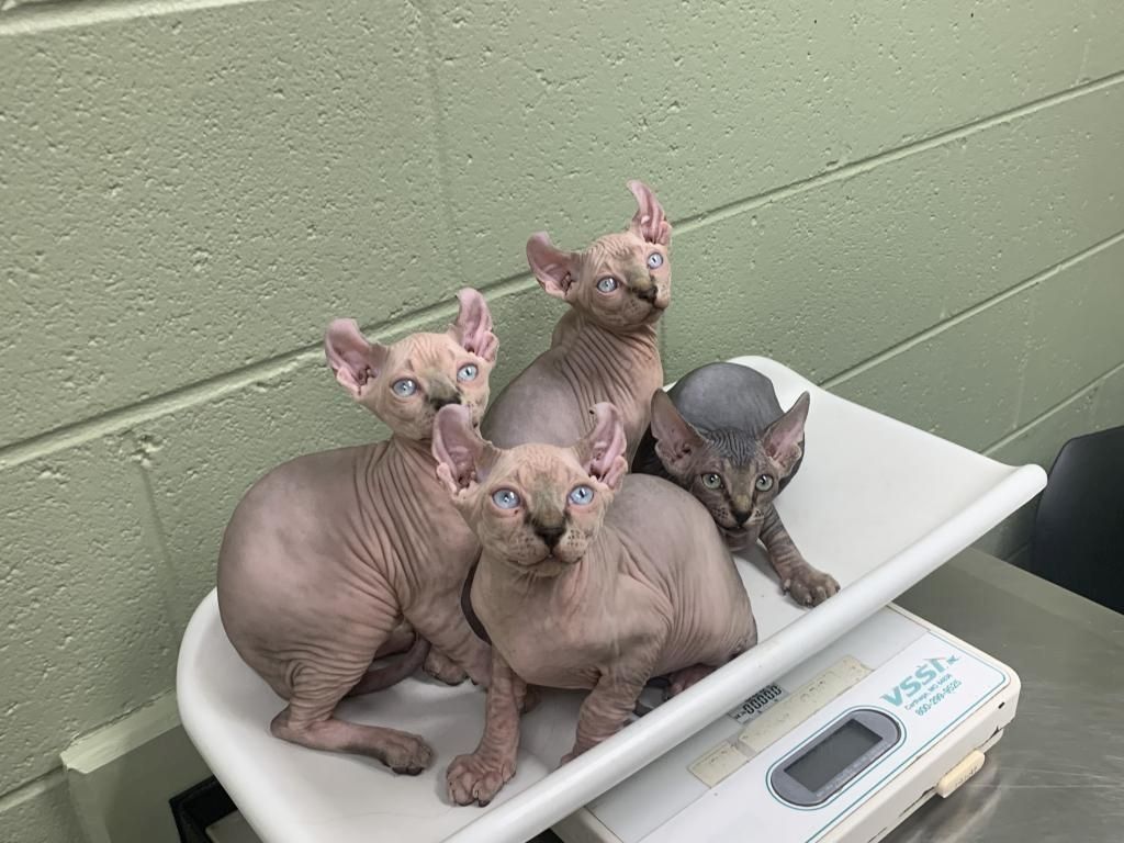 Zuckersüße Sphynx Kitten Zuckersüße Sphynx Kitten