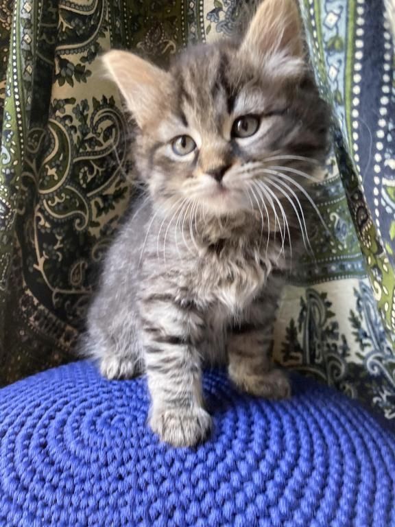 Wunderschöner Sibirische Katerchen Bulat sucht ein liebevolles Zuhause! Wunderschöner Sibirische Katerchen Bulat sucht ein liebevolles Zuhause!