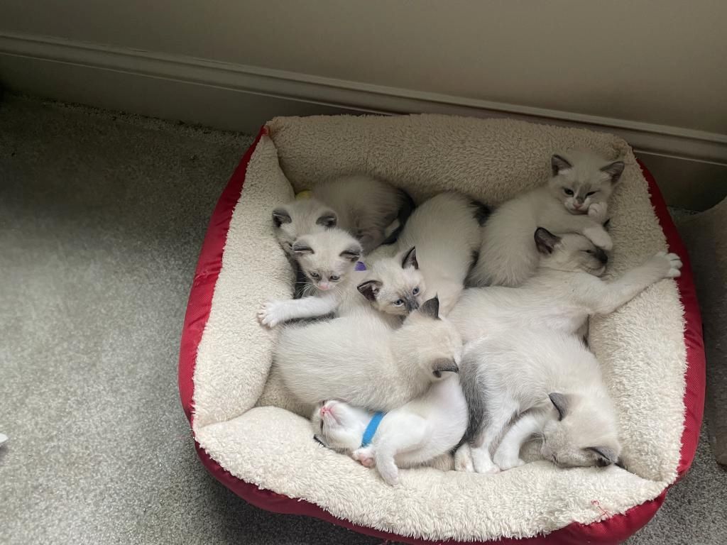 Wir haben einen entzückenden Wurf Siam kitten in Blue Point