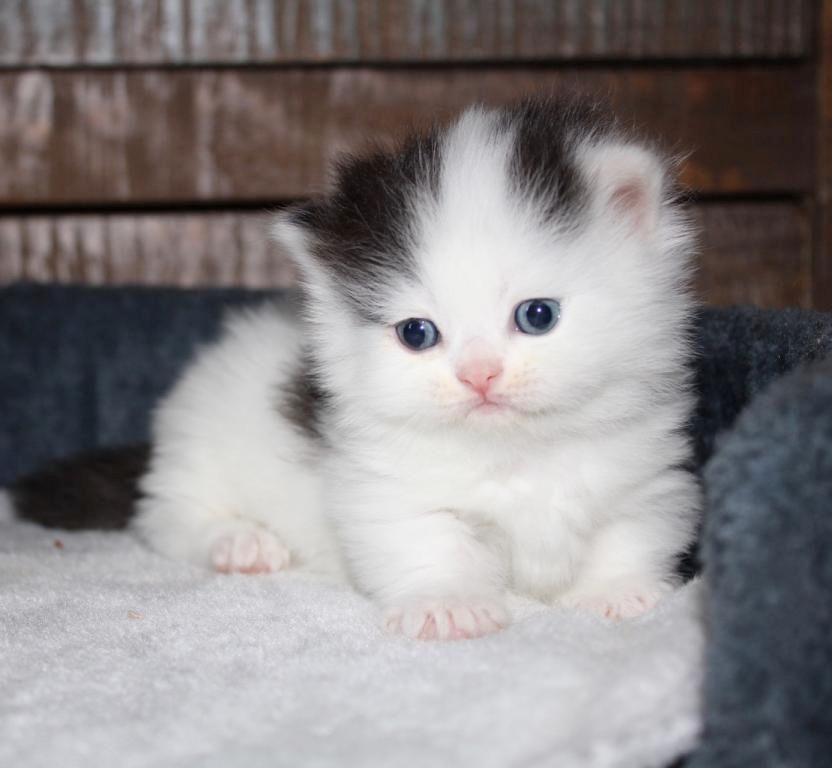 Munchkin-Kätzchen, männlich und weiblich