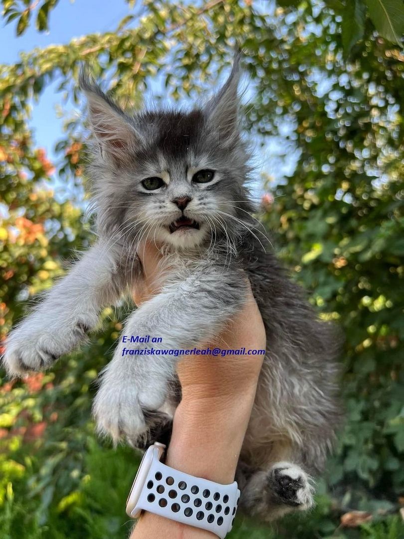 🐾✨ Bezaubernde Maine-Coon-Kätzchen suchen ein liebevolles Zuhause! ✨🐾 🐾✨ Bezaubernde Maine-Coon-Kätzchen suchen ein liebevolles Zuhause! ✨🐾