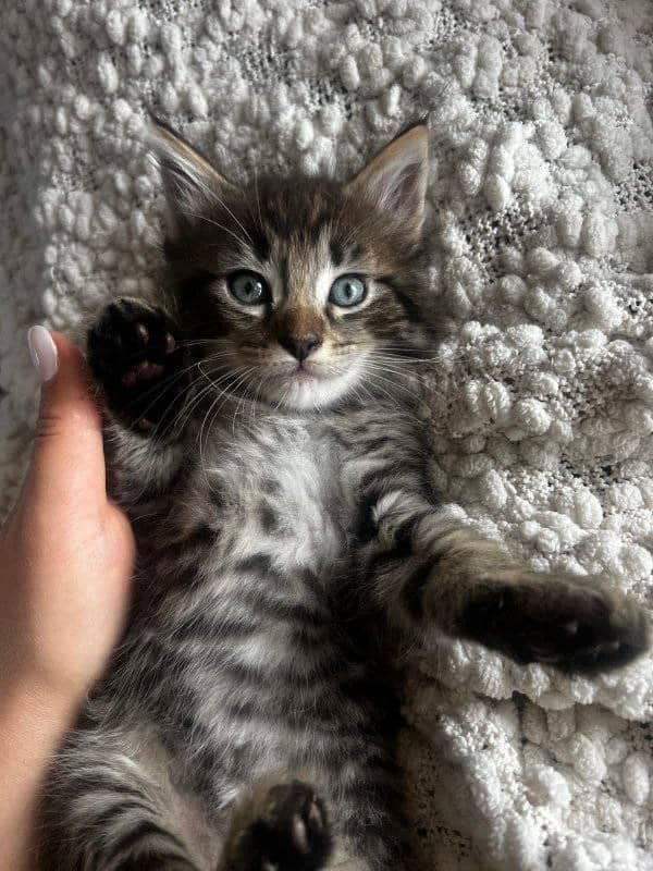 🐾✨ Bezaubernde Maine-Coon-Kätzchen suchen ein liebevolles Zuhause! ✨🐾 🐾✨ Bezaubernde Maine-Coon-Kätzchen suchen ein liebevolles Zuhause! ✨🐾