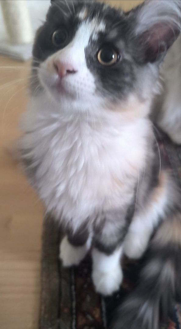 Reines Maine coon Mädchen, 13 Wochen alt sucht liebevolles Zuhause Reines Maine coon Mädchen, 13 Wochen alt sucht liebevolles Zuhause