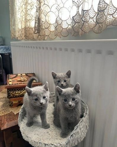 Russische Blau Kitten suchen ein liebevolles Zuhause